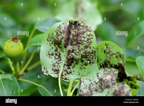 Black Spot Of Pear Scab Of Pear A Fungal Disease Of Pear Trees Caused