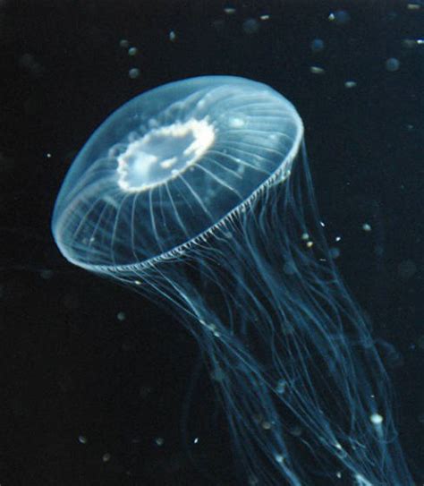 Crystal Jellyfish Aequorea Coerulescens Exotic Aquaculture