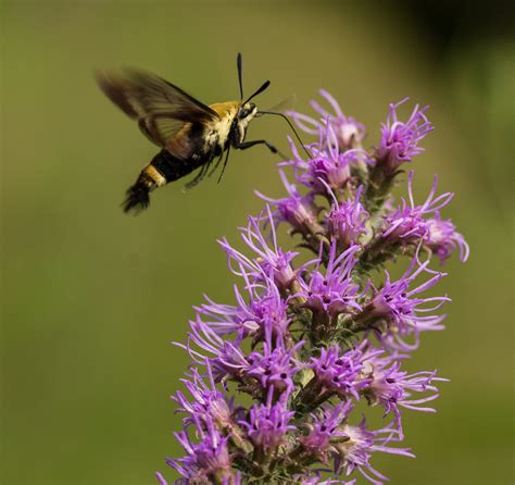Clearwing Moth On Liatris Michael Weatherford Flickr