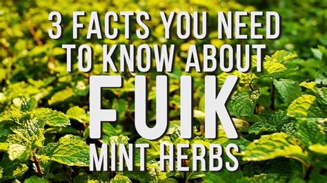 Fuik Mint Facts Hd Youtube