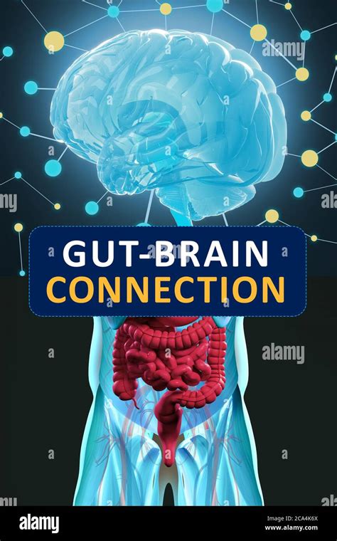 gut brain connection or gut brain axis concept art showing the health connection from the gut