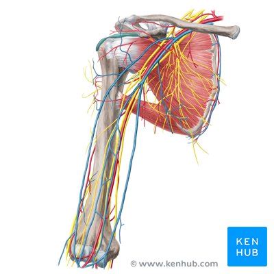 How To Learn The Arteries And Veins Of The Body By Line Drawing