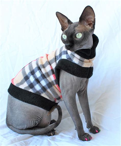 Besides good quality brands, you'll also find plenty of discounts when you shop for sphynx cats during big sales. Sphynx Cat - Find Out About Life With A Hairless Cat Breed