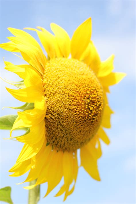 Free Images Sunflower Field Flora Flowers Agriculture Yellow