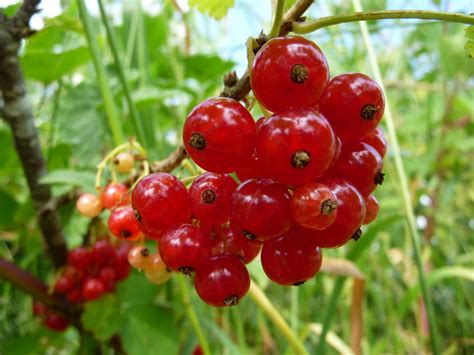 Red Currants Red Currant Currants Earthy