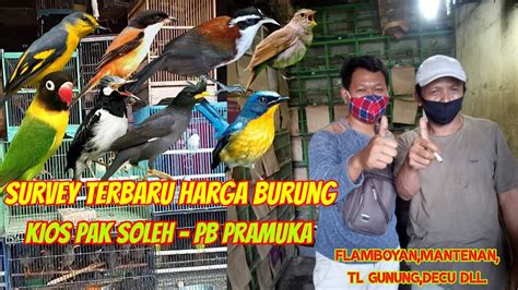 Burung flamboyan ini termasuk ke dalam burung kicau yang rajin gacor, jika anda ingin menghasilkan burung flamboyan gacor anda harus merawat dengan telaten dan tidak boleh ngasal. Www.ciri Ciri Burung U Flamdboyan Jantan / Foto Burung ...