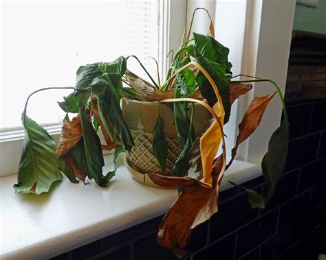 Dying Container Plants Why A Plant May Suddenly Die