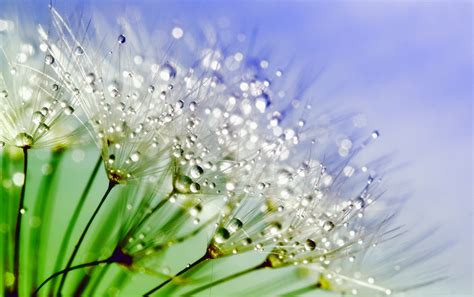 Dandelion Dew Drops Free Stock Photo Public Domain Pictures