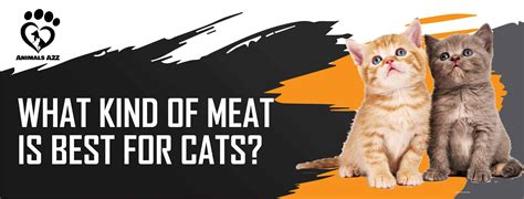 What Kind Of Meat Is Best For Cats Detailed Answer