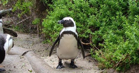 Afrrican Jackass Penguin Geofr