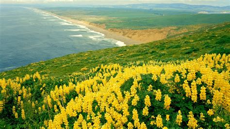 Mountain Of Yellow Flowers Near Beach 1920 X 1080