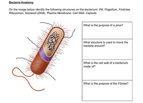 A bordering fringe especially at the entrance of the fallopian tubes. What Is The Function Of The Fimbriae In A Bacterial Cell ...