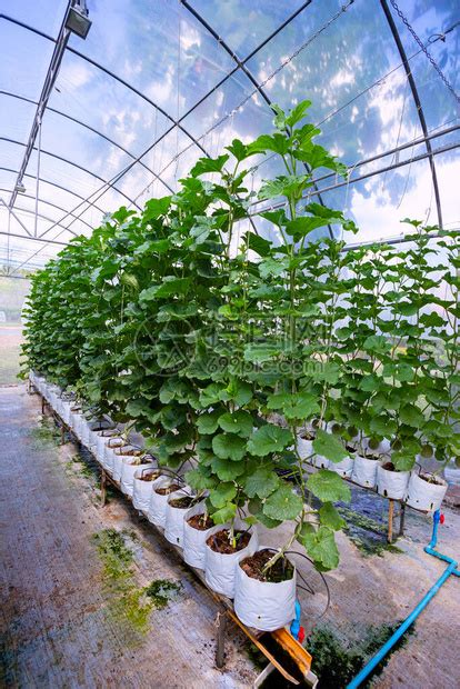 在温室中生长的新鲜甜瓜或绿瓜或香瓜植物高清图片下载 正版图片506587304 摄图网