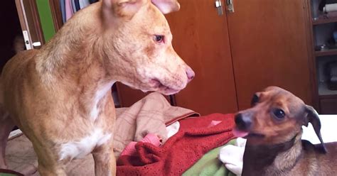 Un Pitbull Embarazó A Una Perra Salchicha Y El Peculiar Cachorro Es La