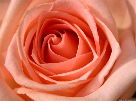 1200x1800 px | 1729 views. Desktop Wallpapers » Flowers Backgrounds » Peach Rose ...