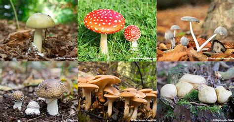 Types Of Most Poisonous Mushrooms