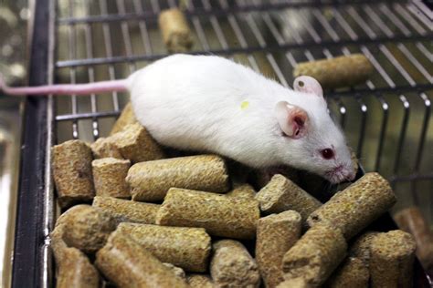 This material must not be used for commercial purposes, or in any hospital or medical facil. Mouse models, tau tangles and neurodegeneration in