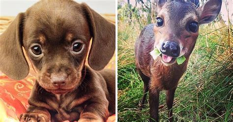 31 Cute Baby Animals That Can Melt Even A Snow Queens Heart Bright Side