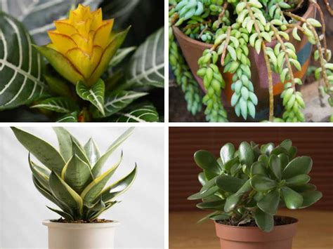 9 Best Low Light Indoor Succulents