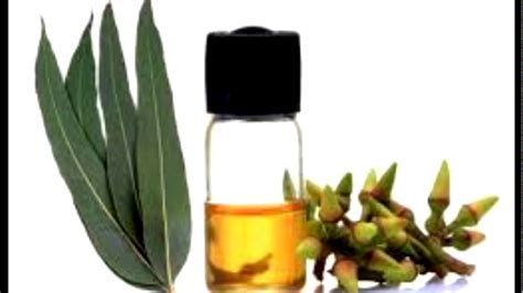 Propiedades Del Aceite Esencial De Eucalipto Aromaterapia YouTube