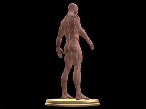 Man Anatomy Ecorche 3D Model 3D Printable CGTrader