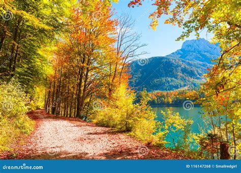 Yellow Autumn Trees On The Shore Of Lake In Austrian Alps Stock Photo