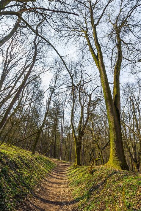 Trees In Forest Early Spring Stock Image Image Of Woods Wood 113315475