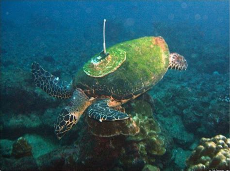 Endangered Green Sea Turtle Saved From Pirate Fishermen Huffpost