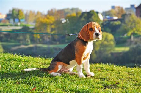 Beagle Dogs Dog Breeds