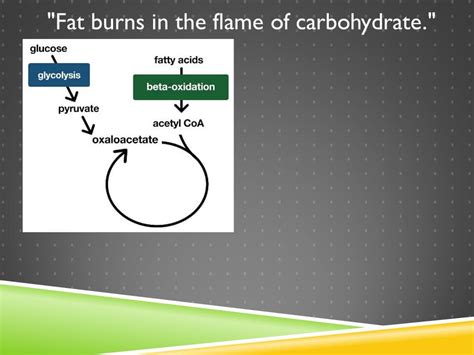 Fat Burns In A Carbohydrate Flame - 16. Anaplerosis: Why Carbs Spare Protein in Ways That Fat Can’t | Chris