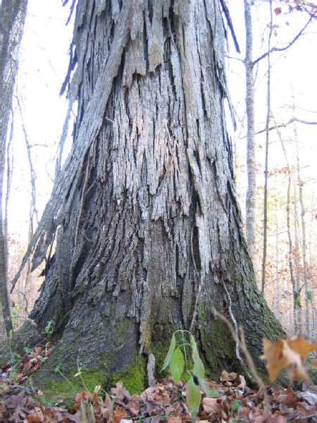 Bykiahdesign Hickory Tree Kentucky