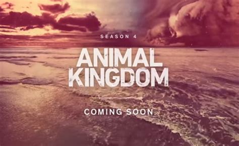 Suspicion grows when smurf learns of a new threat to the family. 'Animal Kingdom' Season 4 Air Date, Spoilers: Fans Clamor ...