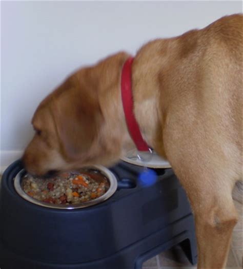 Fiber slows the entrance of. Dog Food For Normal, Fussy, Fat, Thin And Diabetic Dogs Recipe - Genius Kitchen