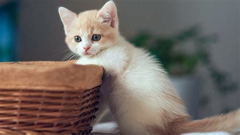 Kitten With Basket