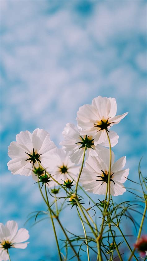 Download Wallpaper 938x1668 Cosmos Flowers White Petals