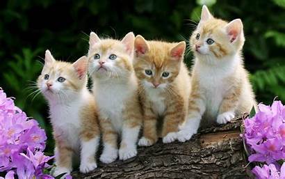 Cats Cat Sweet Pets Wallpapers Kittens Kitten