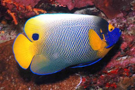 Blueface Angel Fish Wallpapers Freee Download 17 Compressor Pick Fish
