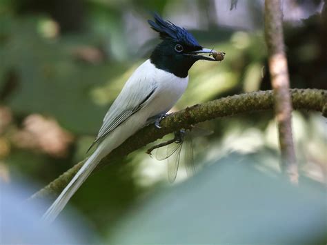 indian paradise flycatcher the magnificent bird known for its elongated tail and captivating