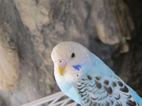 Baby Blue Budgie Pretty Birds Budgies Parakeet