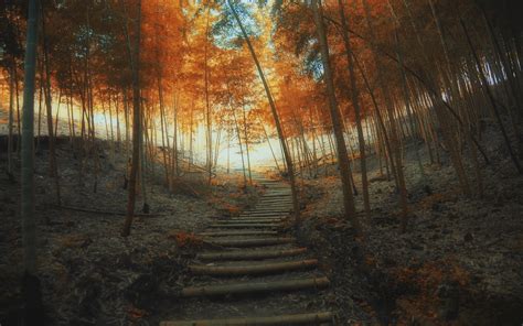 Nature Landscape Path Fall Stairs Trees Bamboo Mist