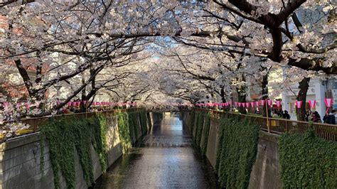The Nakameguro Cherry Blossom Festival Returns Byfood