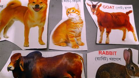 Animals name both in Bengali & English।Part2। Animal names for kids