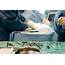 Minimally Invasive Surgery  Virginia Veterinary Centers