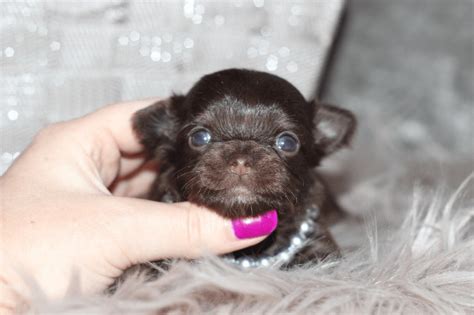2 chihuahua puppy's for sale both girls born 28th of december they are ready to leave 23rd february when they are 8weeks old. Chihuahua Puppies For Sale | Pittsburgh, PA #292307