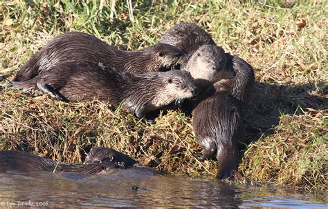 Ecology North American River Otter Resource