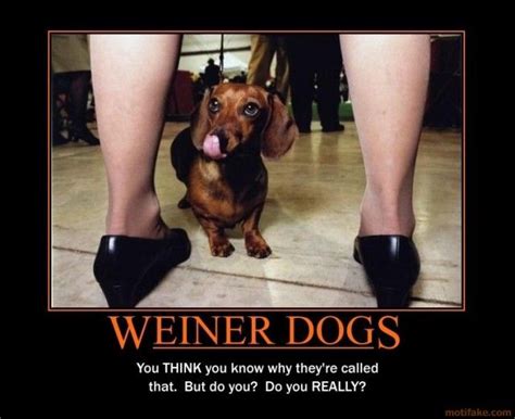 Funny Cold Weiner Meme Dog Bread