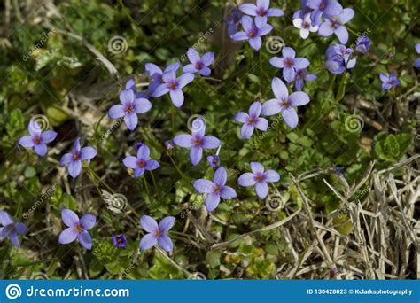 Tiny Bluet Wildflowers Houstonia Pusilla Stock Image Image Of