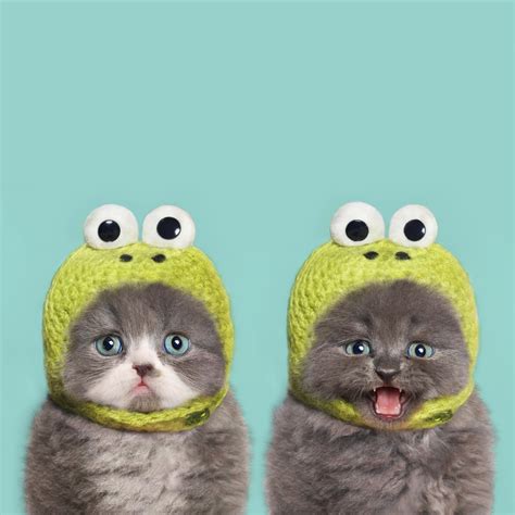 Cute Kittens In Clothes