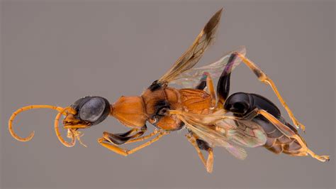 New Species Of Wasps Named Dementors Turn Prey Into Zombies Abc7 New York