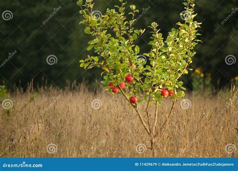 Small Apple Tree Stock Image Image Of Healthcare Clear 11429679